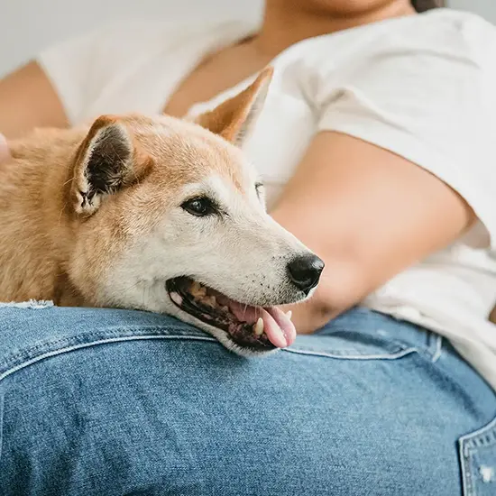 Parque para perros